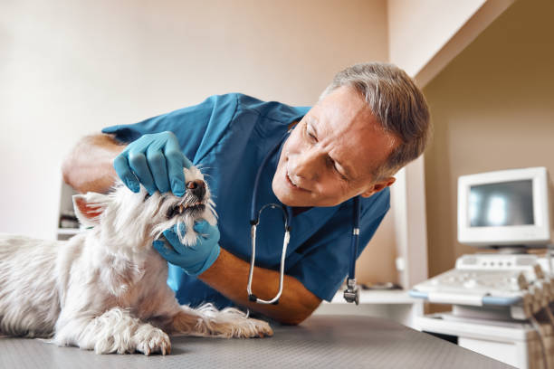 Best Emergency Treatment for Dental Infections or Abscesses in Crooksville, OH